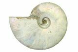 Silver Iridescent Ammonite (Cleoniceras) Fossil - Madagascar #327738-1